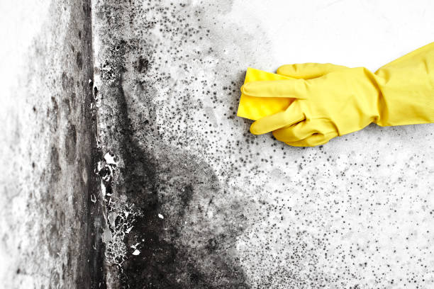 Best Professional Mold Removal  in Washington Mills, NY