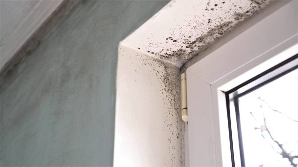 Best Commercial Mold Removal  in Washington Mills, NY