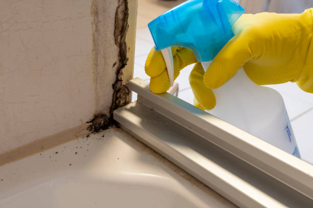 Best Certified Mold Removal  in Washington Mills, NY