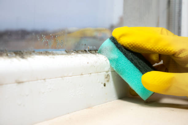 Certified Mold Removal in Washington Mills, NY